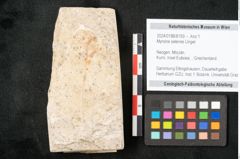 Foto (Objekt + Etikett) von Myrsine selenes Unger (NHMW-GEO-2024-0188-8159)